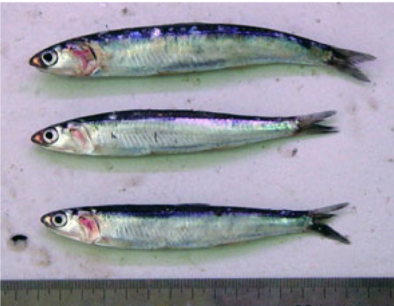 plot of chunk unnamed-chunk-2