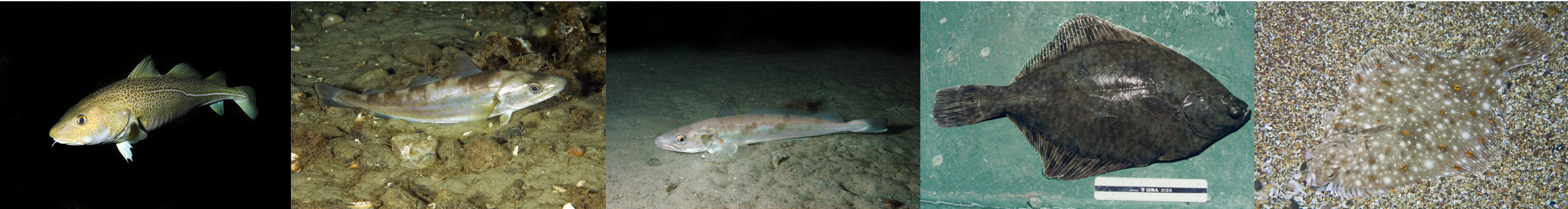 plot of chunk unnamed-chunk-1